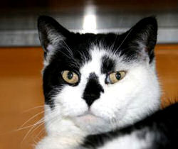 Oliver
