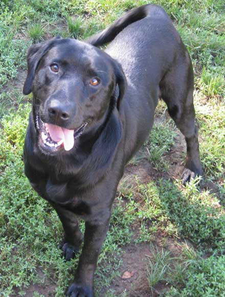 Black lab mix Otis needs a new family