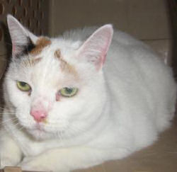 Pookie the cat wants a New Home