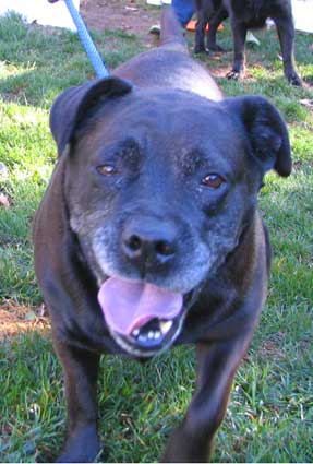 black dog ReRe needs a new home