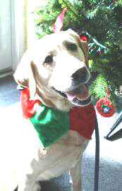Sammy the dog wants a Family to Play With