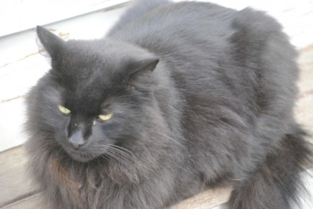 Scooter the cat is lost