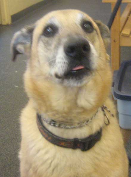 Shepherd mix Shana needs a home