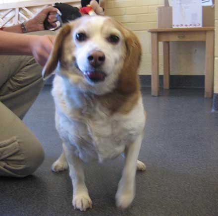 Mixed breed dog Sophia needs a home