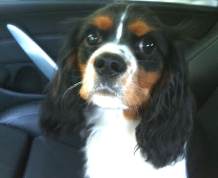 Found Spaniel