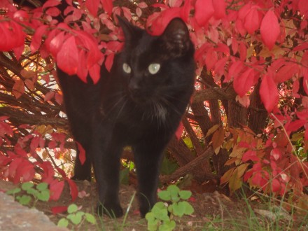 Stray Cat