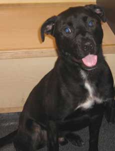 Lab Retriever Mix Stud needs a home