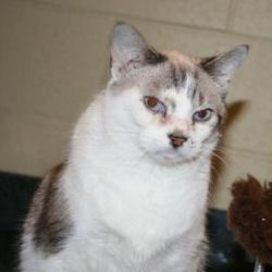 Sugar the Siamese wants to Talk to You
