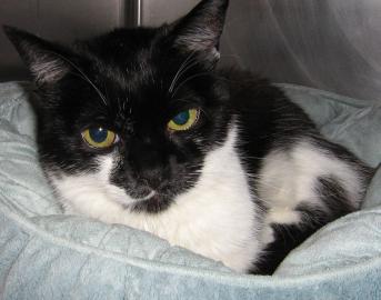 Suki the cat needs a home