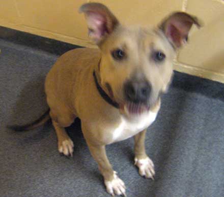 Tali the dog needs a new home
