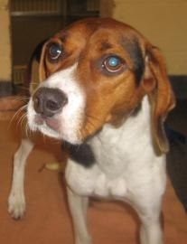 Toby Needs a Forever Family