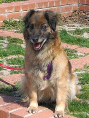 Trixie, a special needs sheltie mix, needs a new home