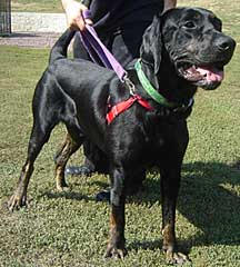 Bloodhound mix Tucker needs a new home