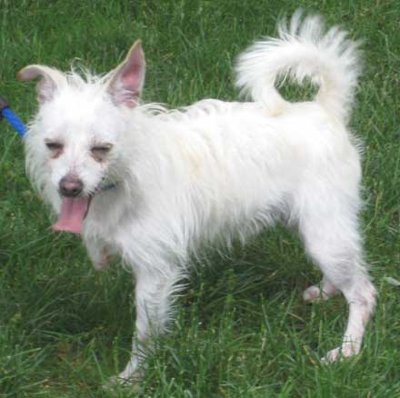 Chihuahua mix White Out needs a home