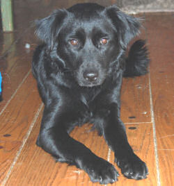 Willow is Looking for a Forever Family