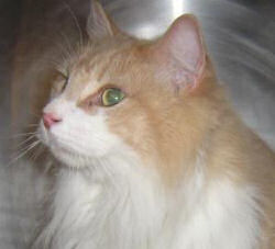 Zach the cat needs a new Forever Family
