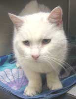 Zachary the cat needs a new home