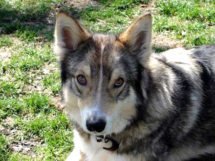 Collie-Shepherd Mix Abel Needs a Family to Love