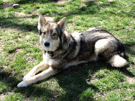Collie-Shepherd Mix Abel Needs a Family to Love