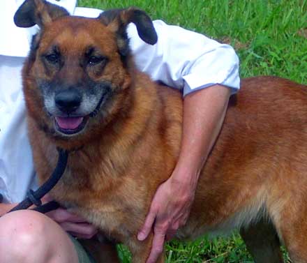 shepherd-collie mix Bella needs a new home