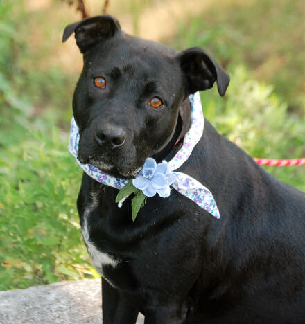 female shepherd-collie mix Bella needs a new home