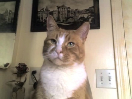 Billy the tabby cat is missing