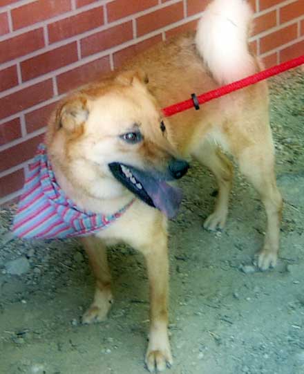 lab-spitz mix B.J. needs a home