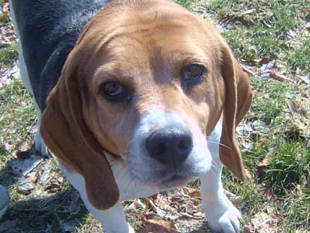 Beagle Bob needs a new home
