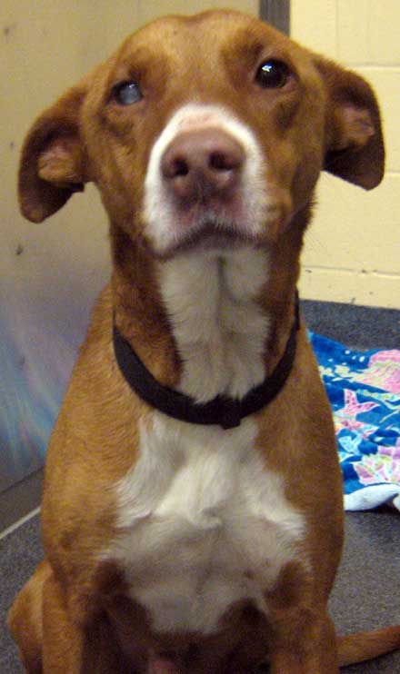 hound mix Brownie needs a home