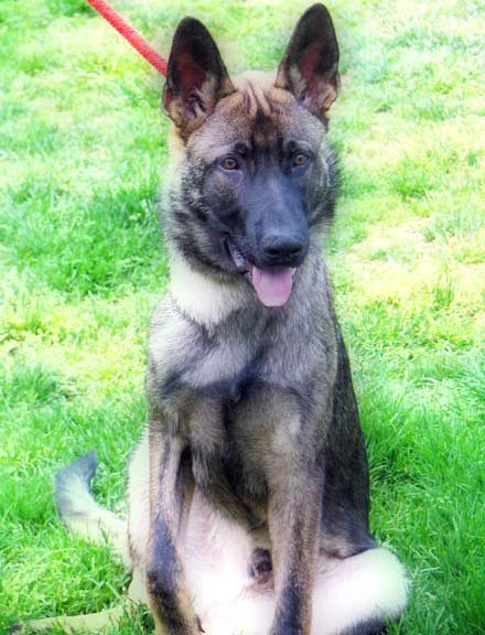 German shepherd mix puppy Buzz needs a home