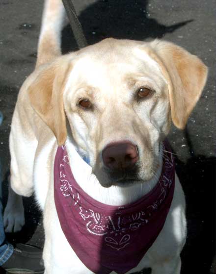 Yellow labrador retriever Colby needs a new home