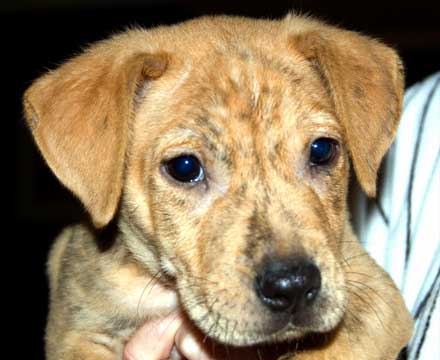 Lab/pit/boxer puppy Compo needs a family