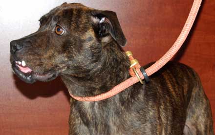 Boxer Pit Mix Elle Needs a Loving Home