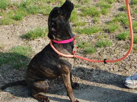 Boxer Pit Mix Elle Needs a Loving Home