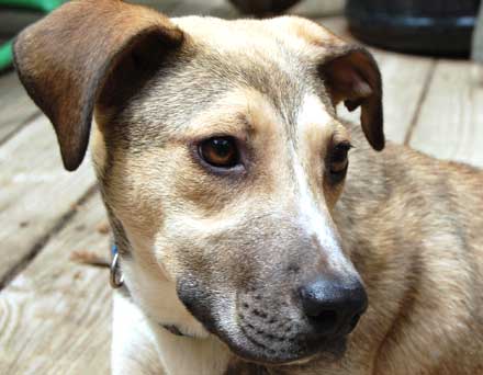 Shepherd-Hound Mix Emma is Looking for a Nice Family