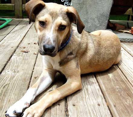 Shepherd-Hound Mix Emma is Looking for a Nice Family