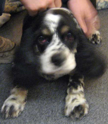 Cocker spaniel Gracie needs a new home