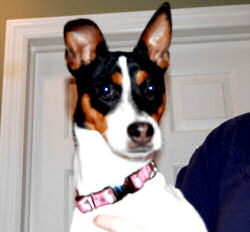 Harlow