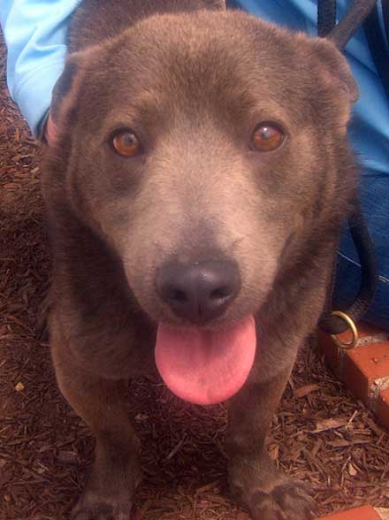 Male corgi mix Harris needs a new home
