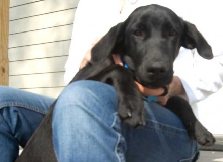 black lab puppy Harry needs a family