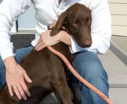 Chocolate Lab Hermione the puppy needs a home