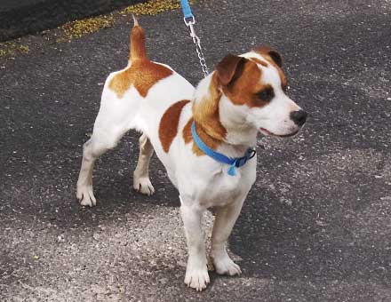 Jack Russell Mix Hombre Seeks Family
