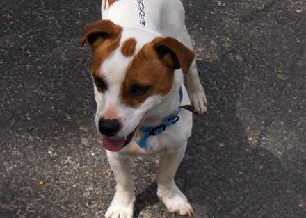 Jack Russell Mix Hombre Seeks Family