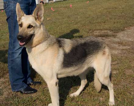 German Shepherd Inca Needs a New Family