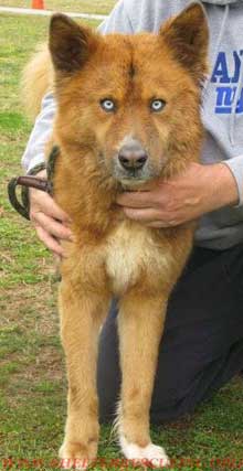 husky-shepherd mix Jacob needs a home
