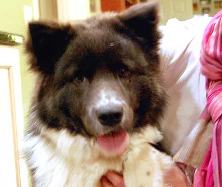 Border Collie Mix Kaia Wants to Love a Forever Family