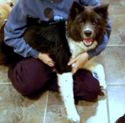 Border Collie Mix Kaia Wants to Love a Forever Family