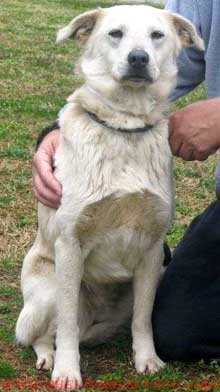 Golden Mix Lexi is Looking for Her New Family