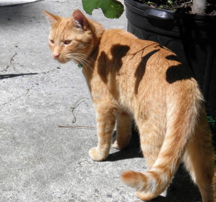 missing tabby