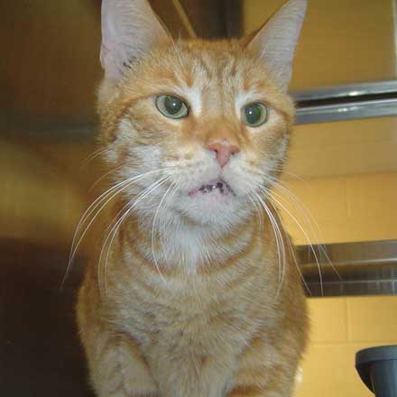 Morris the cat needs a new home